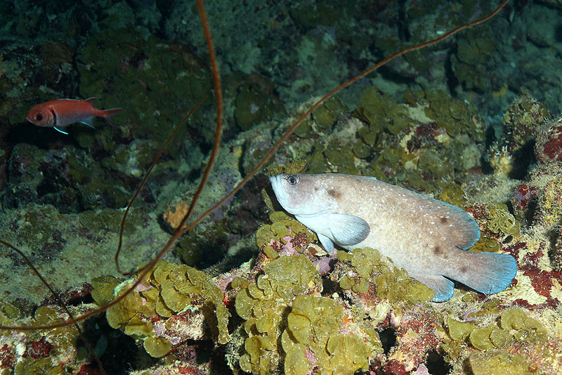 Epave Hilma Hooker (Pl. n° 20)