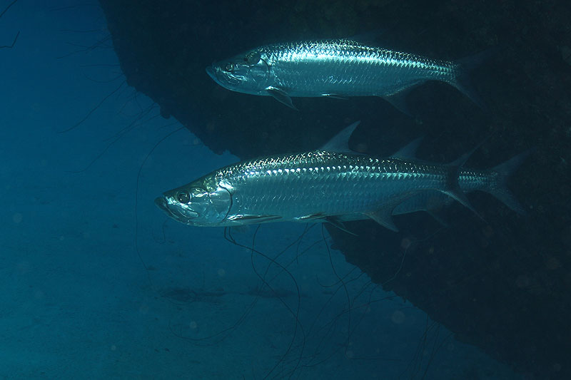 Epave Hilma Hooker (Pl. n° 20)
