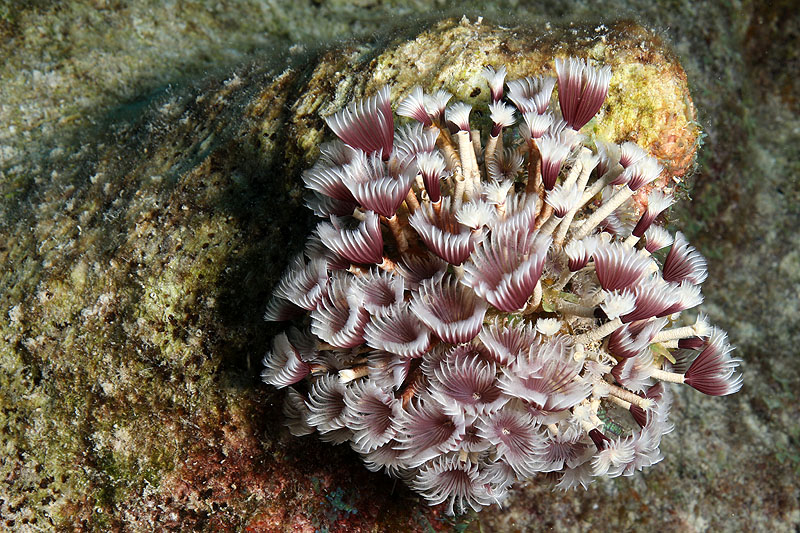 Epave Hilma Hooker (Pl. n° 20)