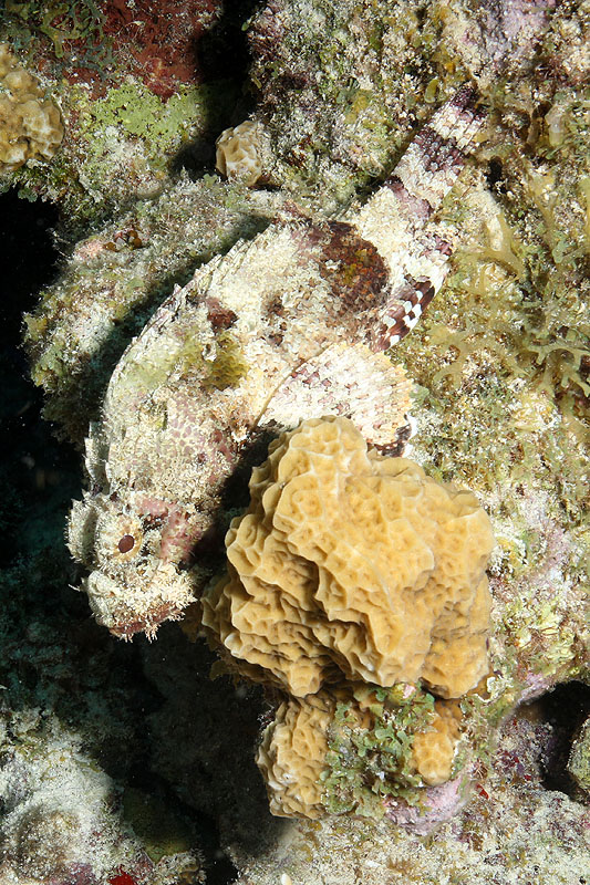 Epave Hilma Hooker (Pl. n° 20)