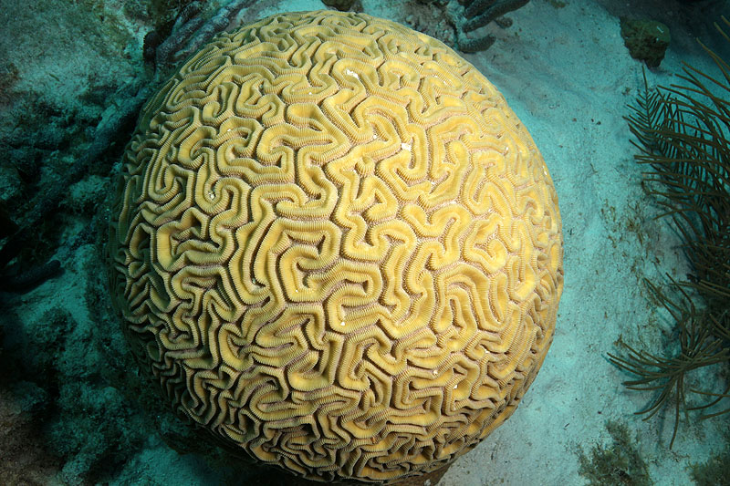 Epave Hilma Hooker (Pl. n° 20)