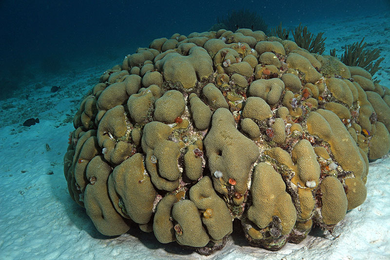 Epave Hilma Hooker (Pl. n° 20)