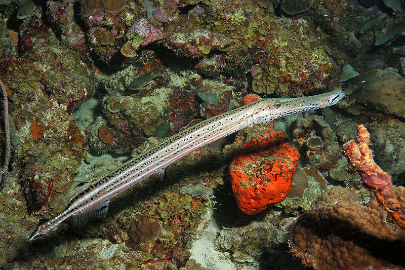 Margate Bay (Pl. n° 25)