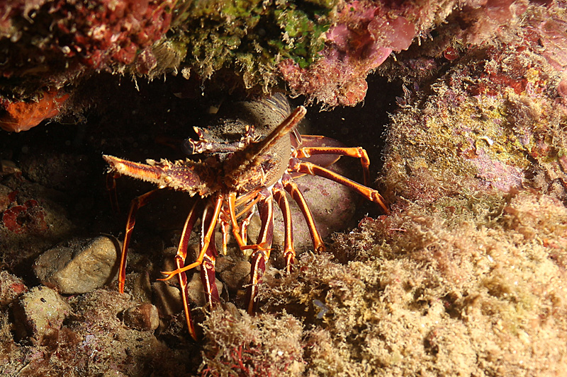 Estartit - Une pauvre langouste