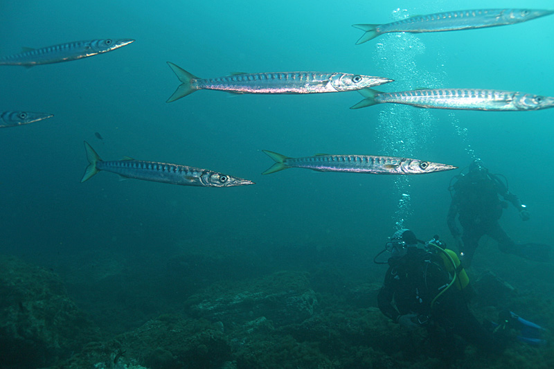 Cala Joncols - Barracudas
