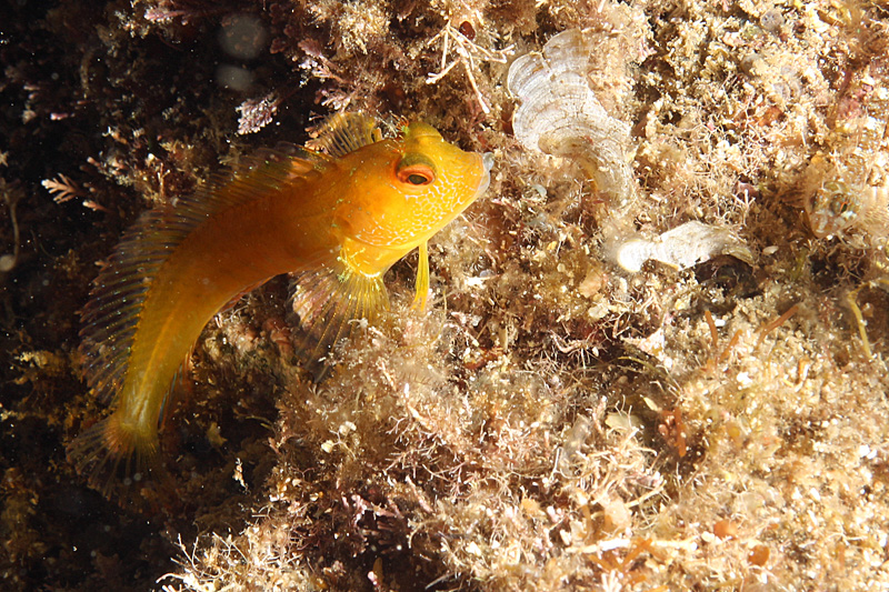 Cala Joncols - Blennie pilicorne
