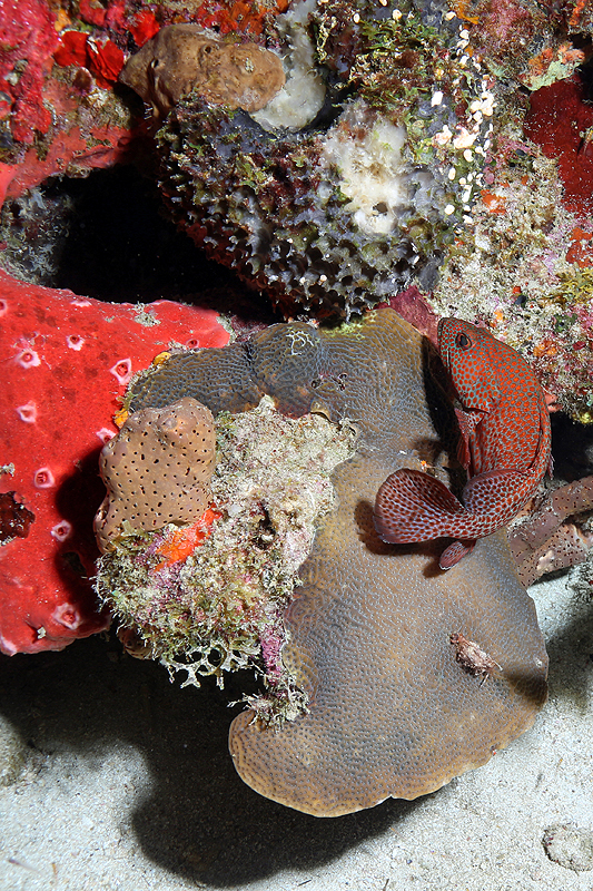 Réserve Cousteau