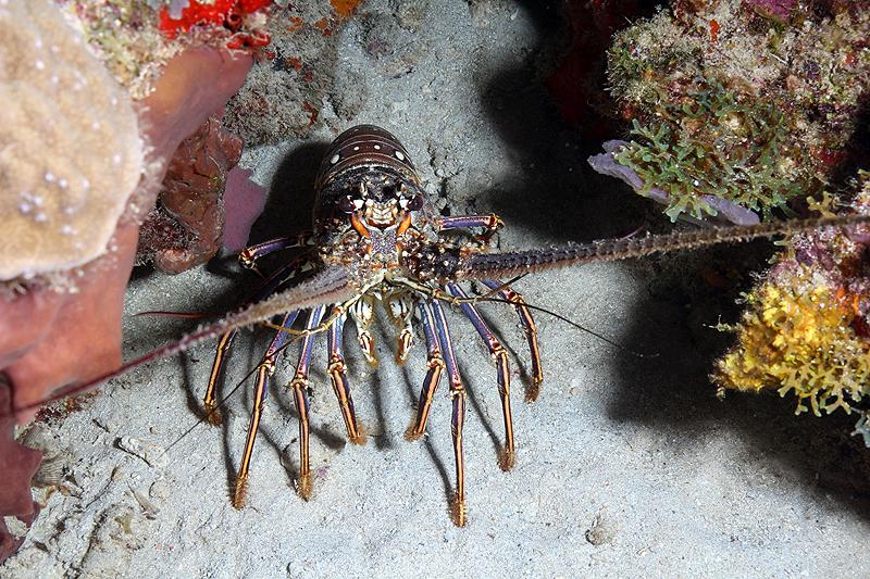Réserve Cousteau