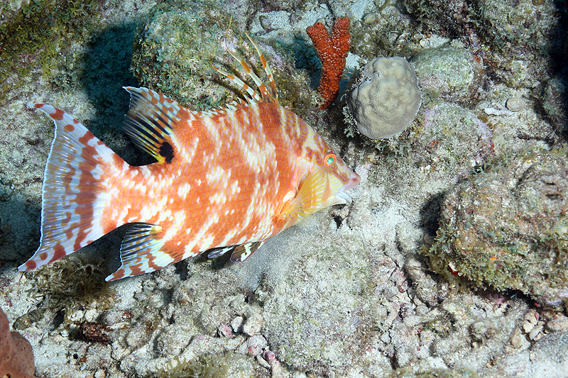 Réserve Cousteau