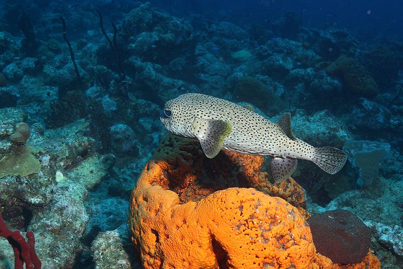 Réserve Cousteau
