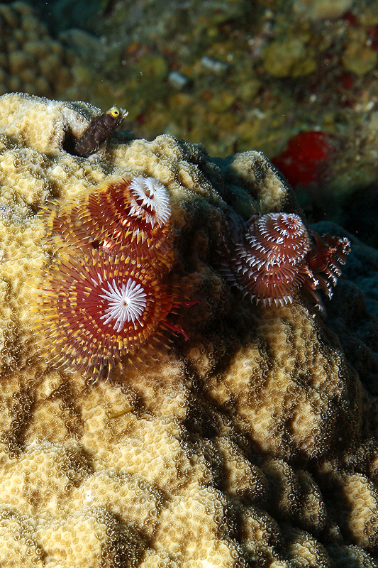 Réserve Cousteau