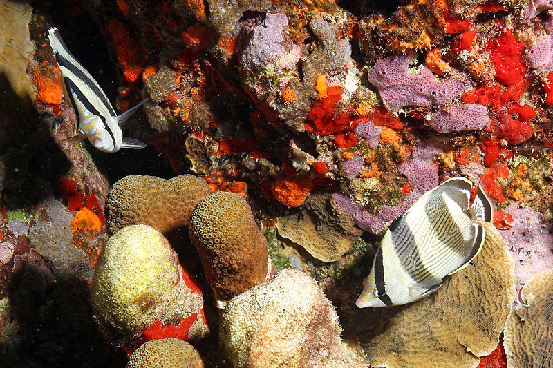 Réserve Cousteau