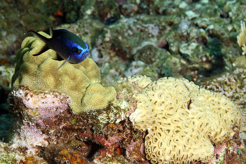 Réserve Cousteau