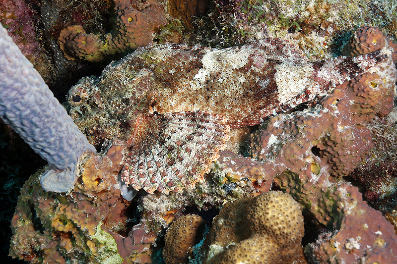 Bari Reef (Pl. n° 6)