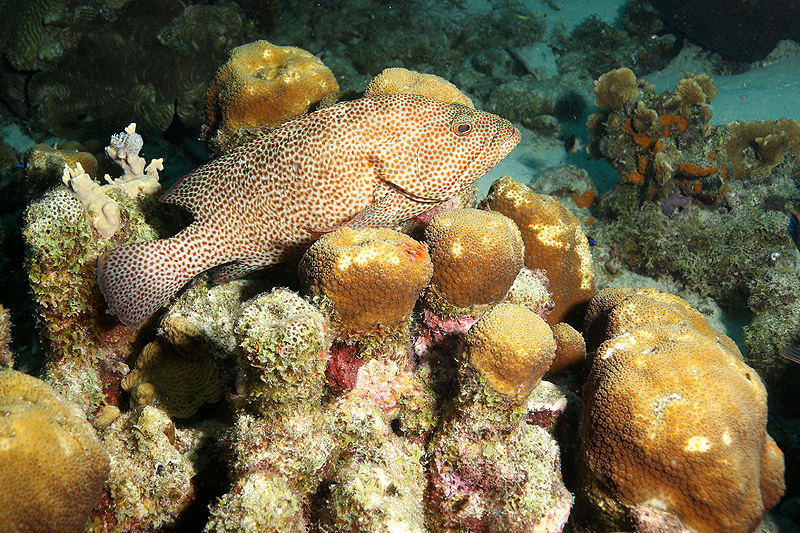 Bari Reef (Pl. n° 14)