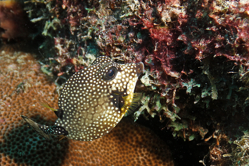 Bari Reef (Pl. n° 22)