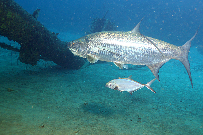 Epave Hilma Hooker (Pl. n° 10)