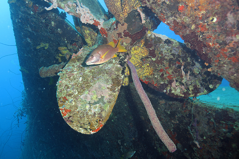 Epave Hilma Hooker (Pl. n° 10)