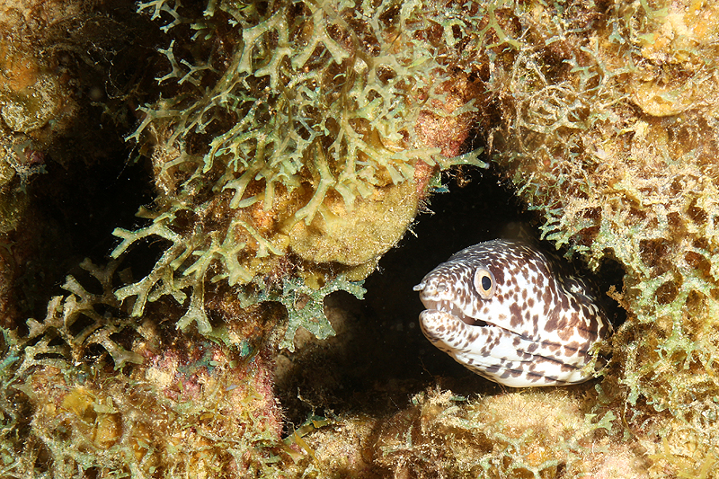 Epave Hilma Hooker (Pl. n° 10)