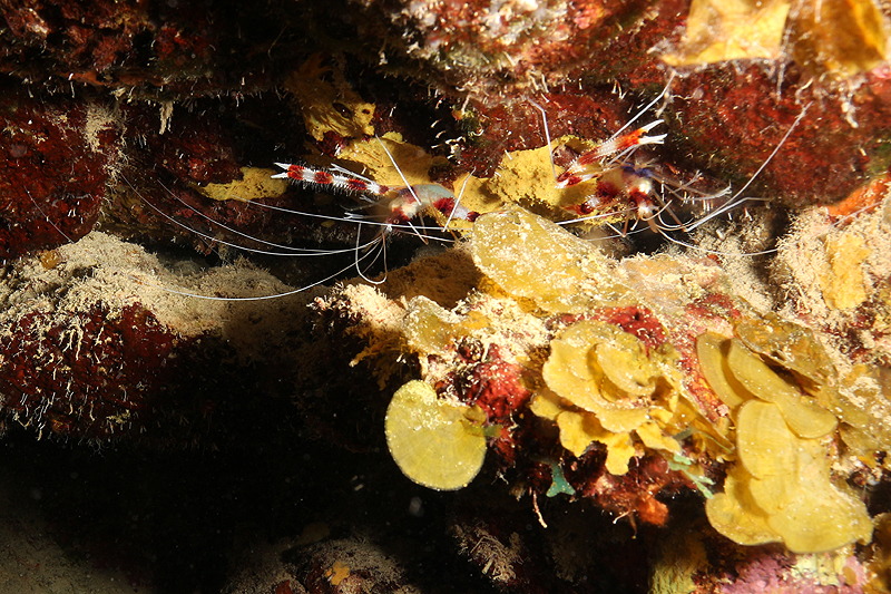 Epave Hilma Hooker (Pl. n° 10)