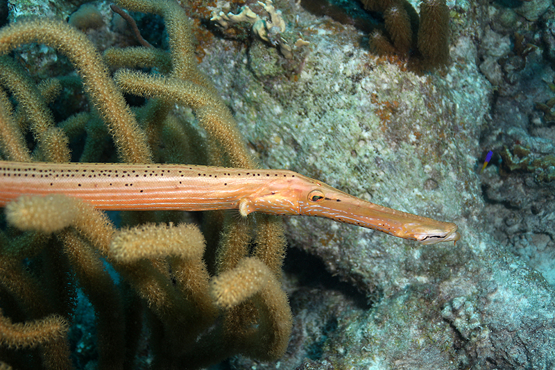 Aquarius (Pl. n° 15)