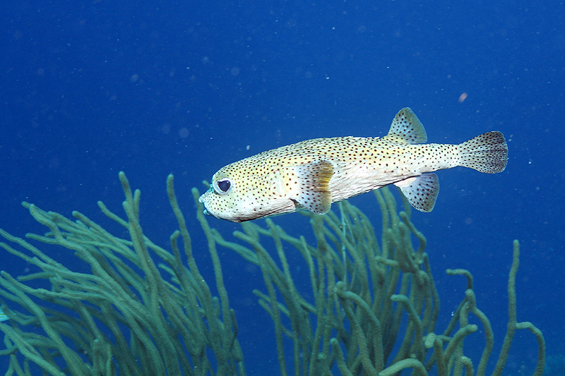Oil Slick Leap (Pl. n° 16)