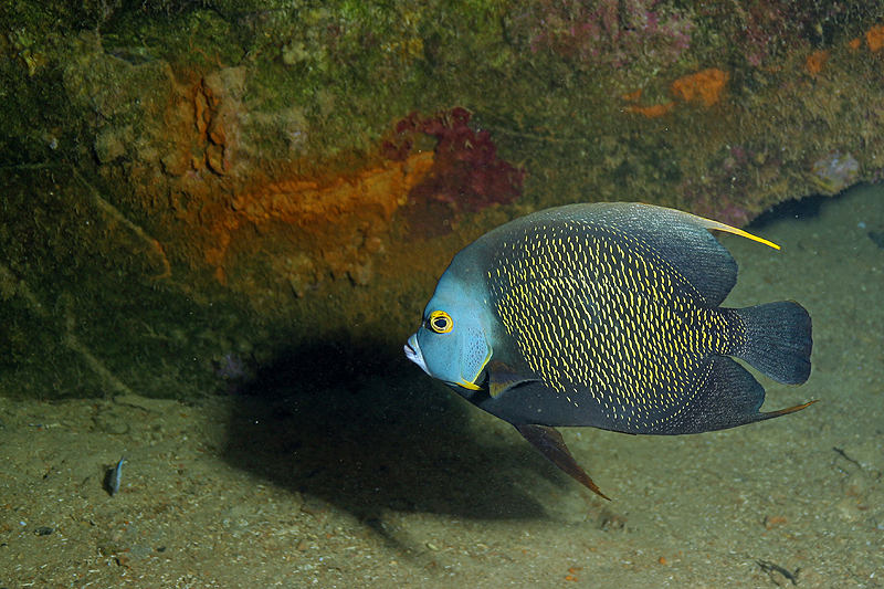 Epave Hilma Hooker (Pl. n° 27)