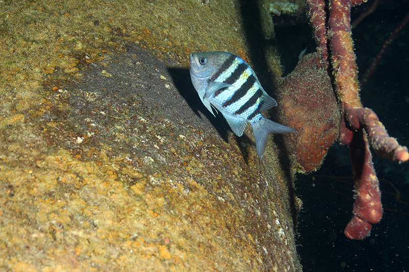 Epave Hilma Hooker (Pl. n° 27)