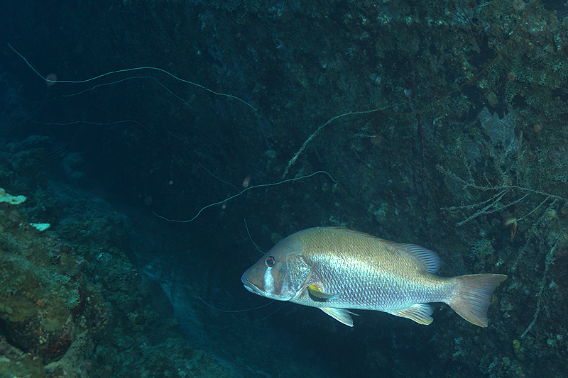 Epave Hilma Hooker (Pl. n° 27)