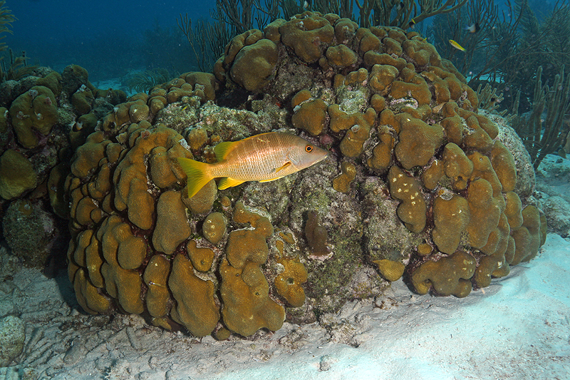 Epave Hilma Hooker (Pl. n° 27)