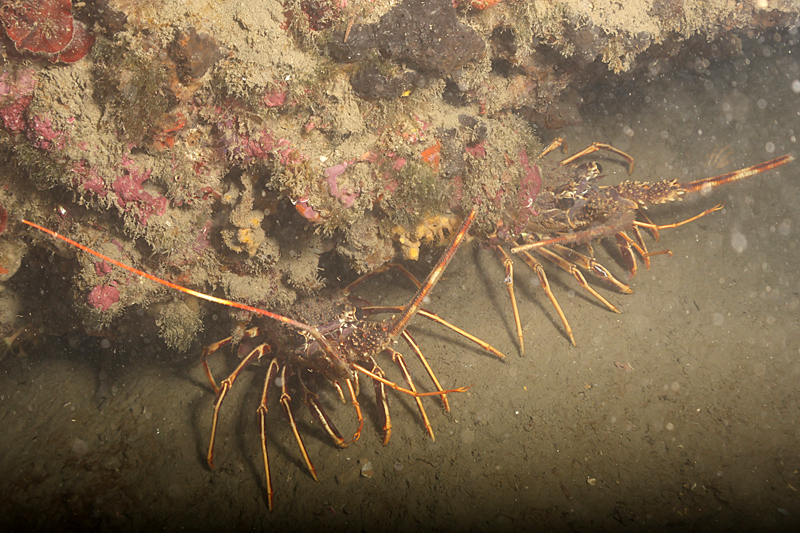 Leucate - Langoustes