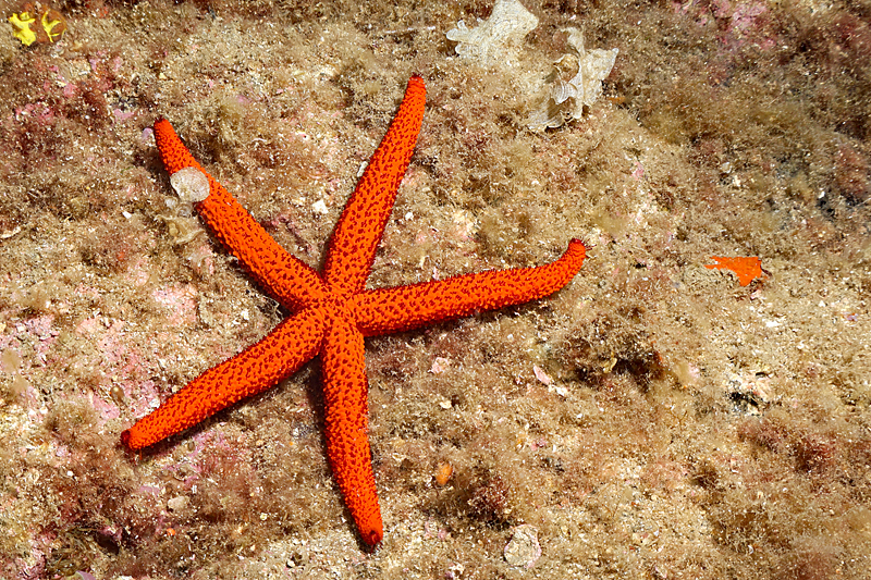 Colera - Etoile de mer rouge de Méditerranée