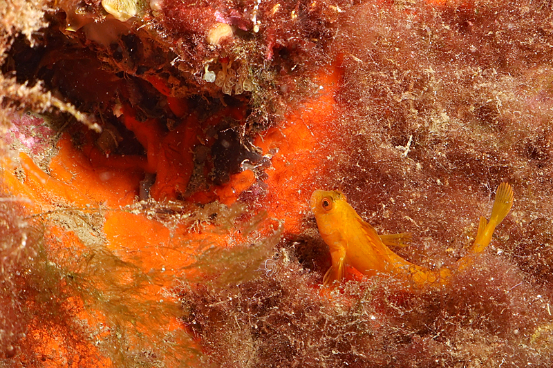 Colera - Blennie pilicorne de Méditerranée