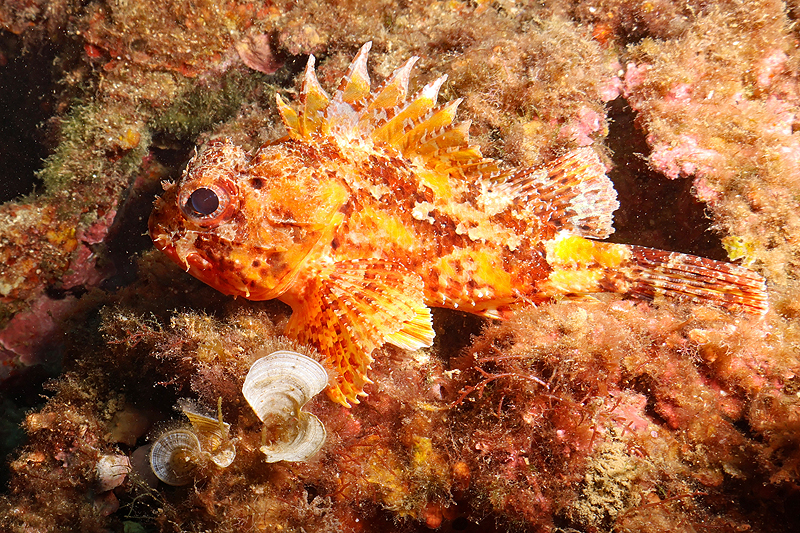 Estartit - Petite rascasse rouge