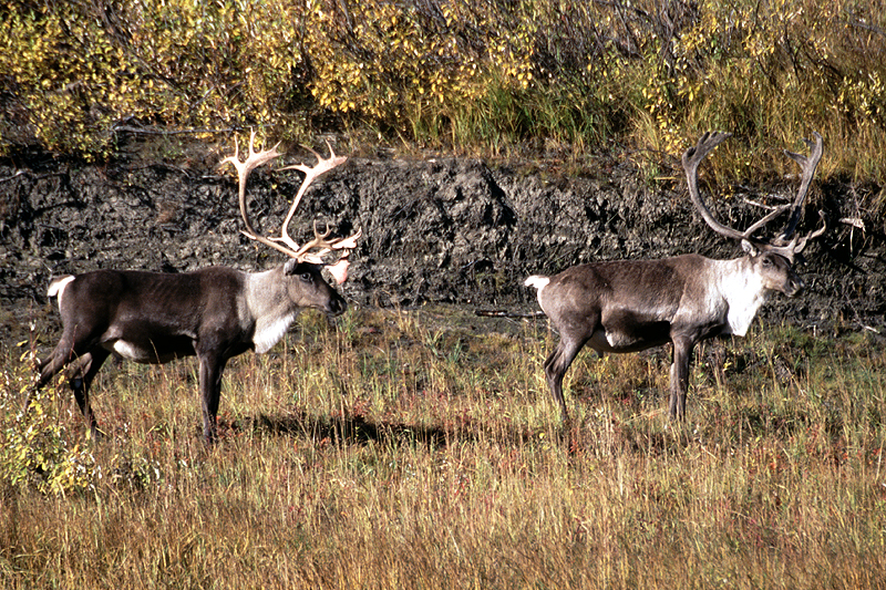 Photo caribou