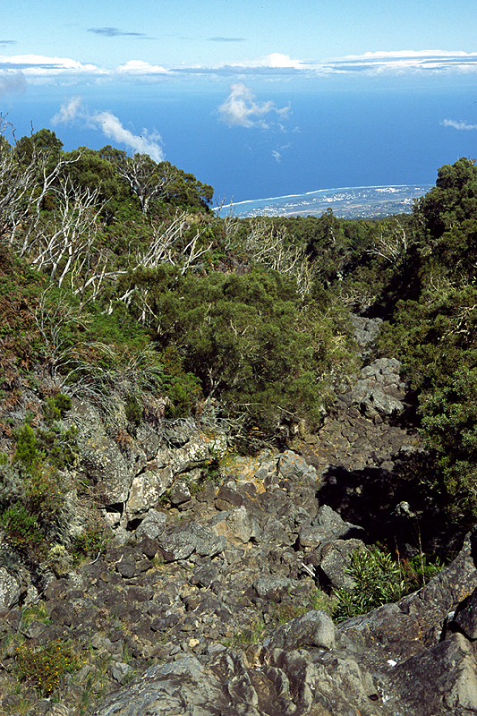 Route des Tamarins