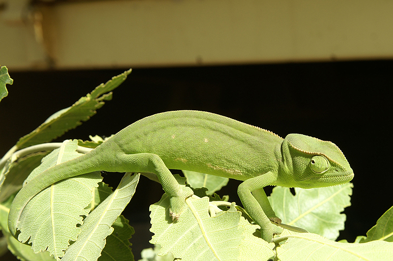 Tambacounda