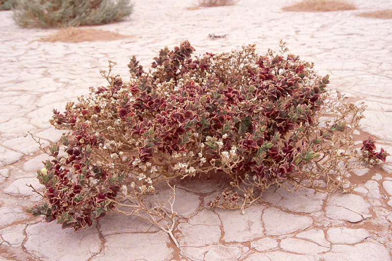 Sossusvlei