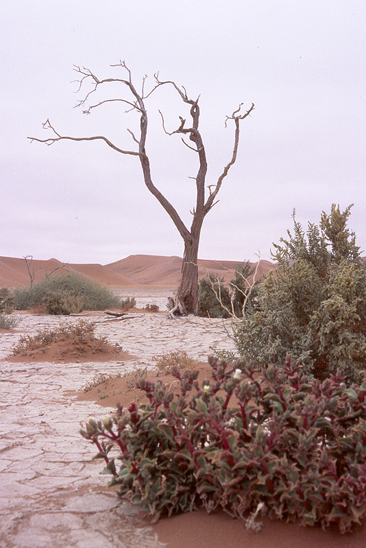 Sossusvlei