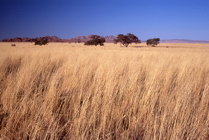 Environs de Sesriem