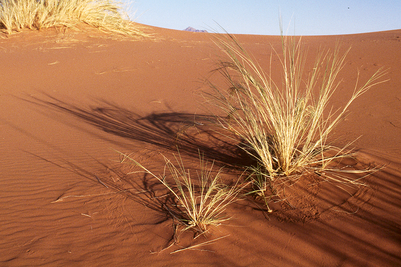 Environs de Sesriem