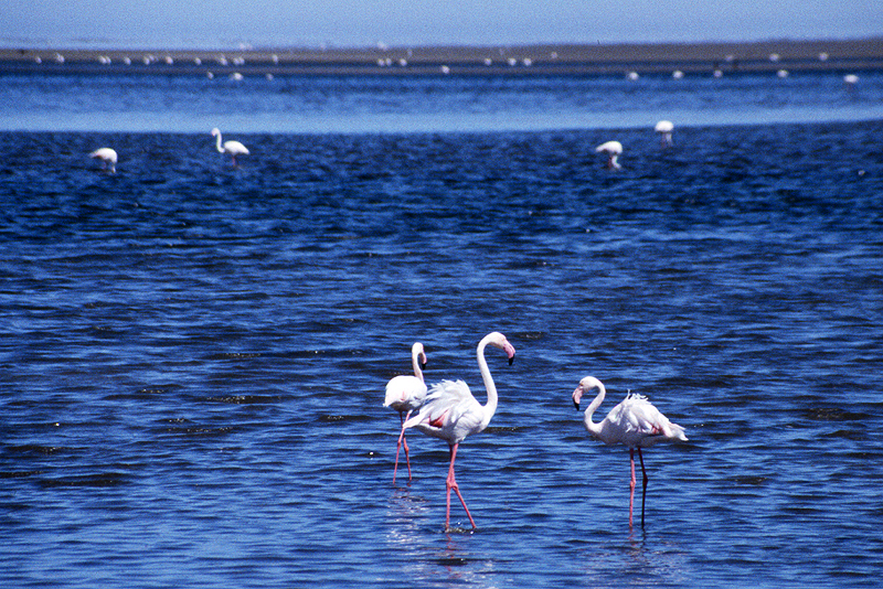 Walvis-bay