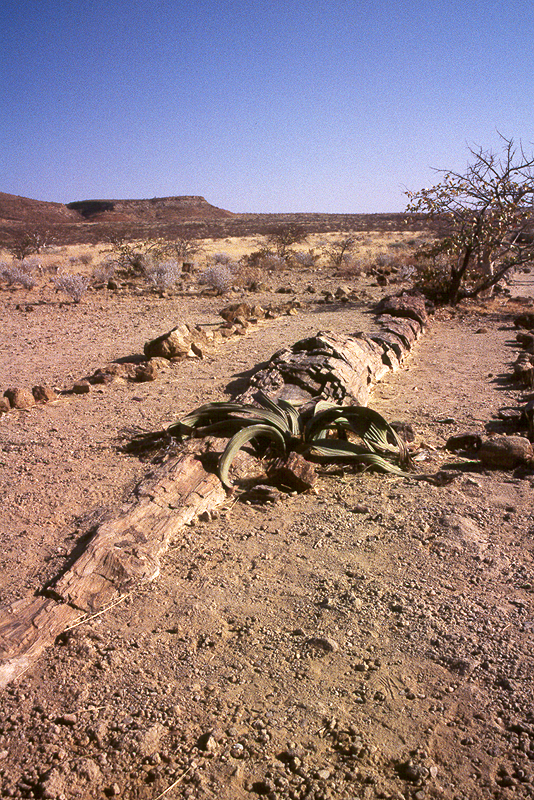Twyfelfontein