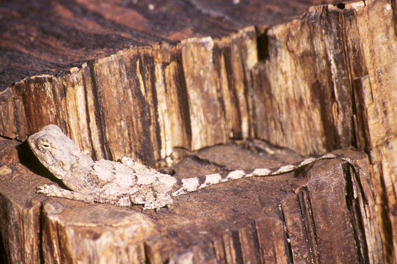 Twyfelfontein