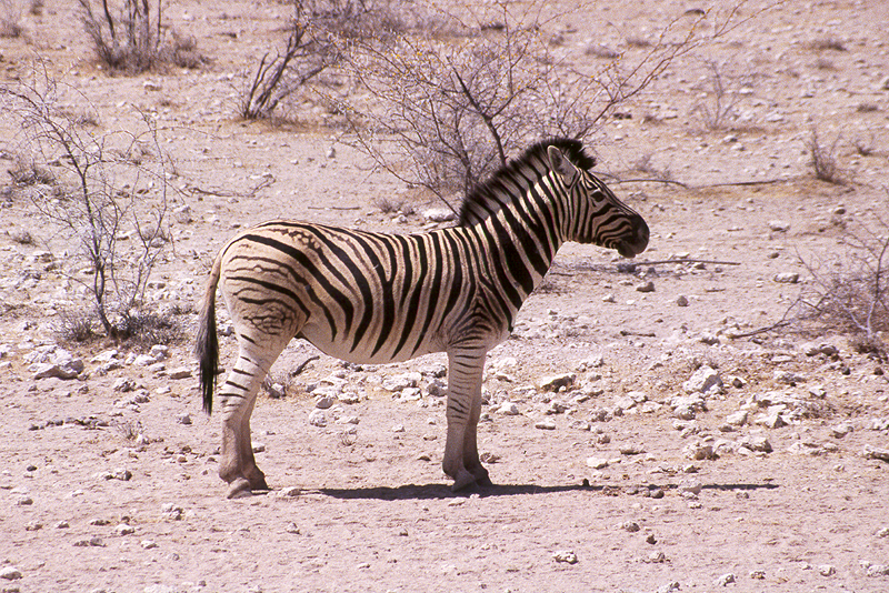 P.N. Etosha