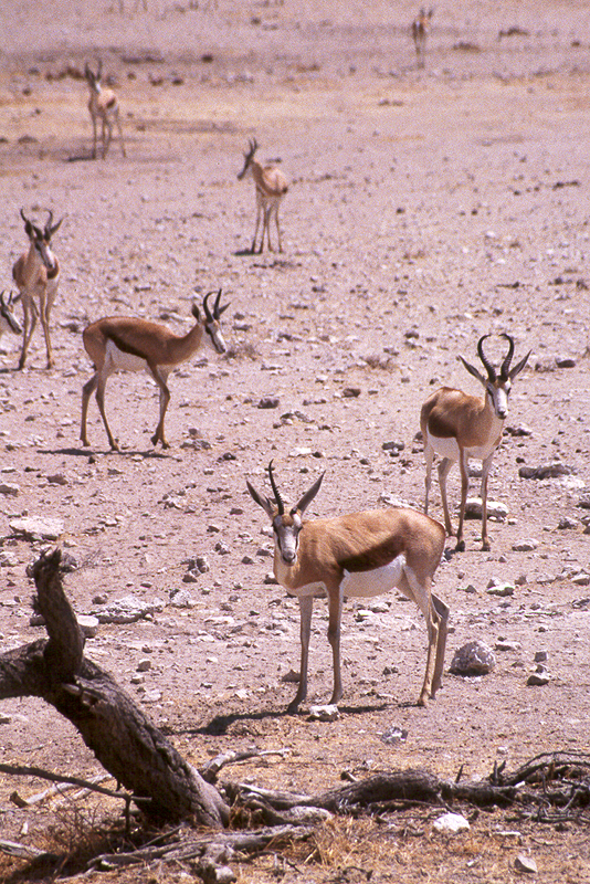 P.N. Etosha