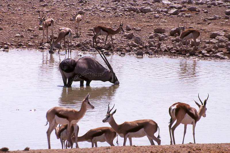 P.N. Etosha