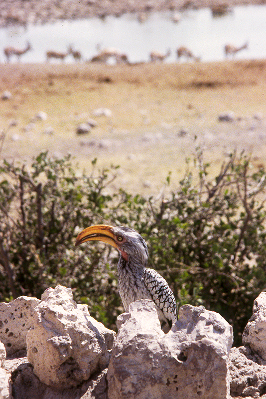 P.N. Etosha
