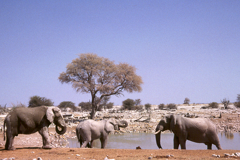 P.N. Etosha