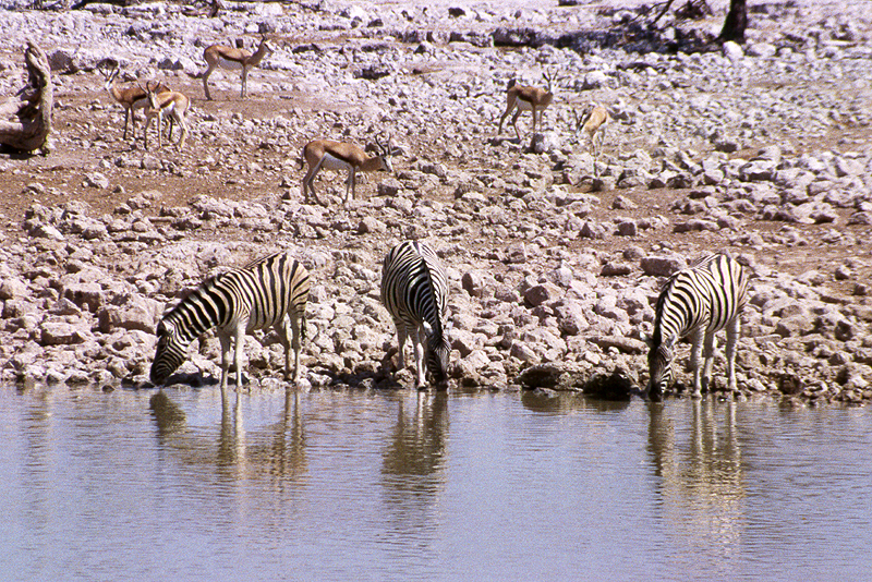 P.N. Etosha